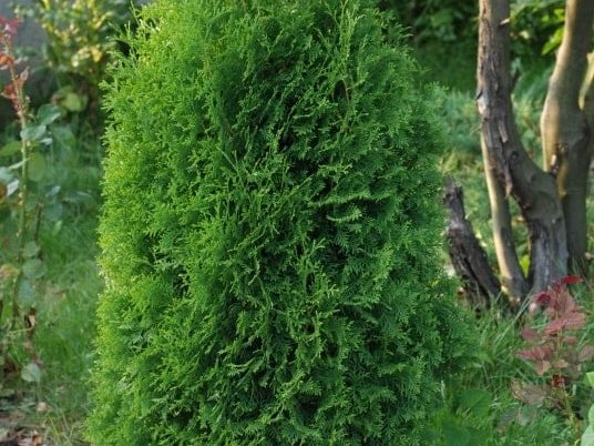 Tuia Columnaris